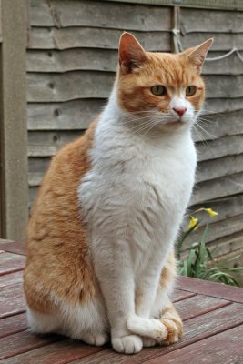 Leo, our neighbours cat, always a welcome visitor