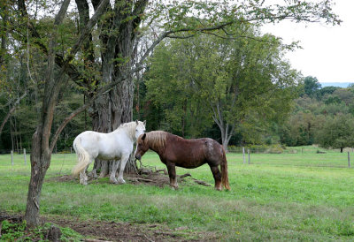 Two Horses