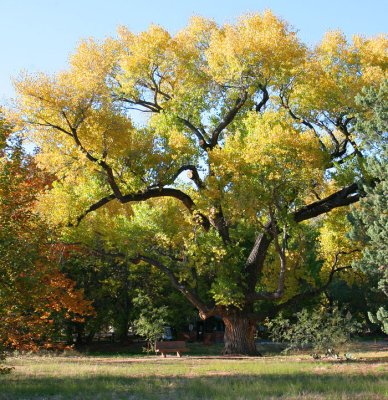 Cottonwood tree