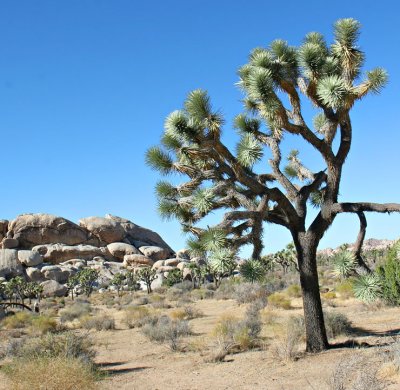 Joshua Tree