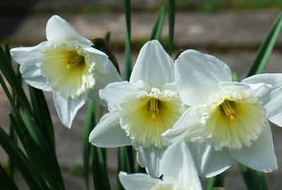 Daffodils