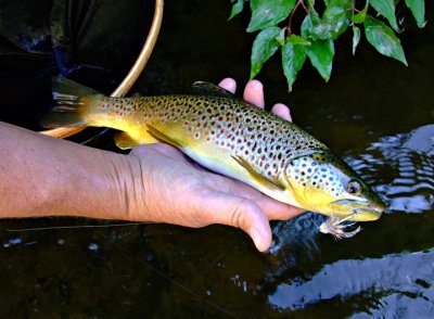 Brown Trout with fly