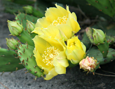 Wild Yellow Cactus #3