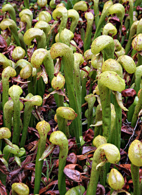 Pitcher Plants