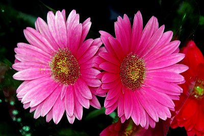 GERBERA  -  4 ...