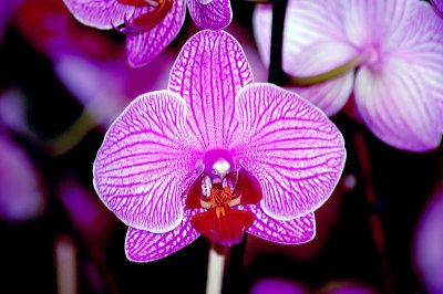 PHALAENOPSIS  -  HYBR.   ...