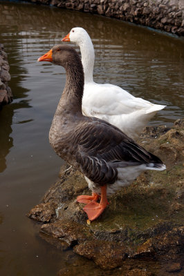 Goose ...