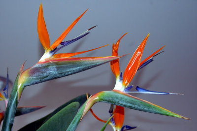 STRELITZIA    REGINAE ...