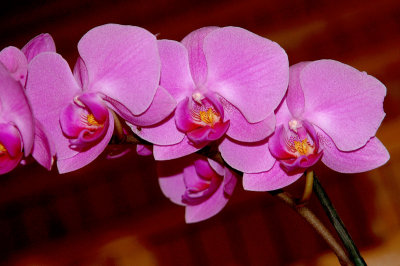 PHALAENOPSIS  -  HYBR.   ...