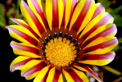 GAZANIA ...