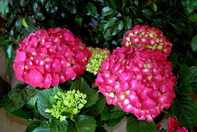 HYDRANGEA  MACROPHYLLA - TELLER - ...