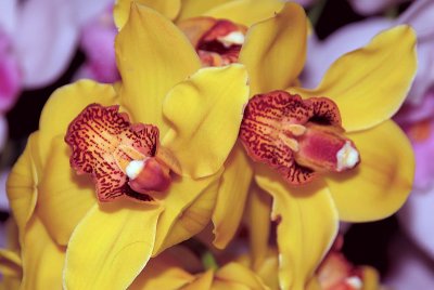 ORCHIDS    CYMBIDIUM  ...