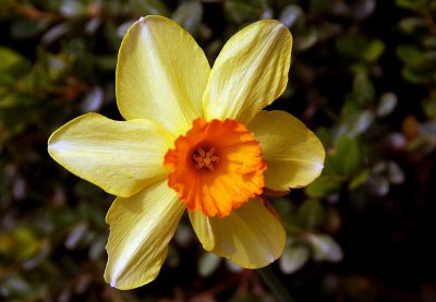 NARCISSUS   '' YELLOW  SUN '' ...