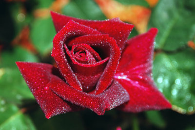 HYBRID  TEA  ROSE ...