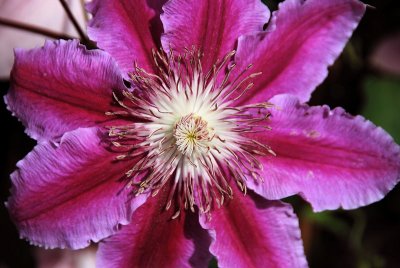 CLEMATIS  -  PINK  FANTASY ...