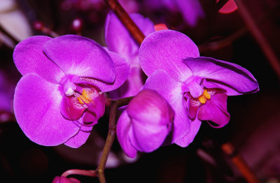 PHALAENOPSIS  -  HYBR.   ...