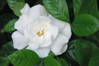 GARDENIA  -  JASMINOIDES  ...