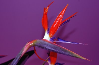 STRELITZIA    REGINAE ...