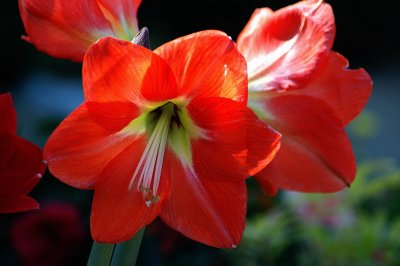 AMARYLLIS  OR  HIPPEASTRUM  ...