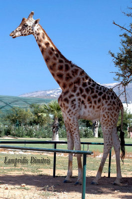 Giraffe ...