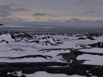 polar_bears