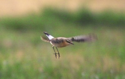 Old World Flycatchers (Passeriformes Muscicapidae)
