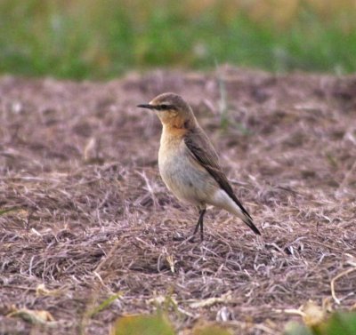 Northern Wheatear (Oenanthe oenanthe)