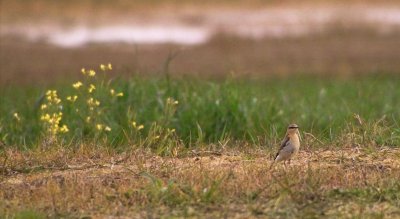 Northern Wheatear (Oenanthe oenanthe)