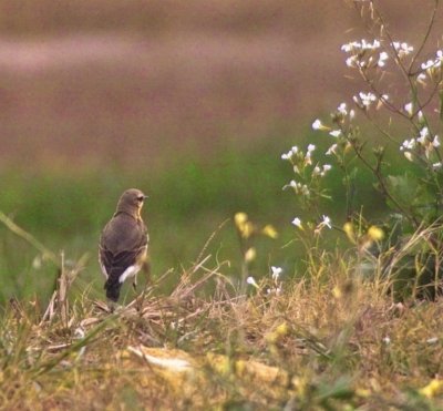 Northern Wheatear (Oenanthe oenanthe)