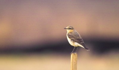 Northern Wheatear (Oenanthe oenanthe)