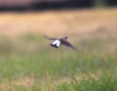 Northern Wheatear (Oenanthe oenanthe)