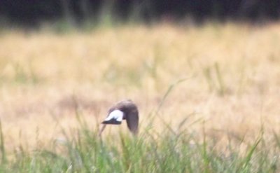 Northern Wheatear (Oenanthe oenanthe)