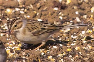 Clay-colored Sparrow (Spizella pallida)