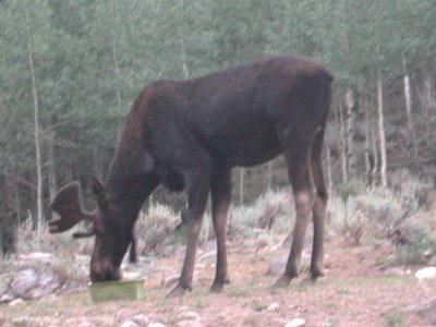 Bullwinkle the Moose.JPG