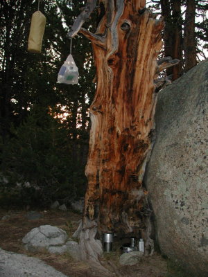 Food tree with bear bag 2.JPG