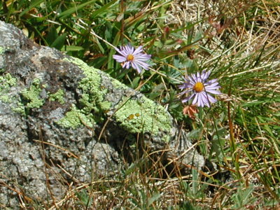 Lichens and Showy Daisies.JPG