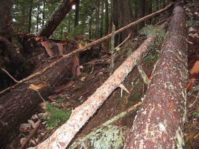 Trail near timberline