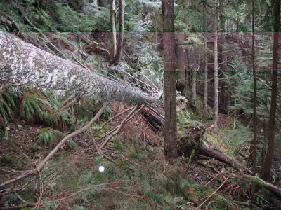 Goat Creek Trail