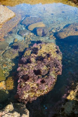 Point Lobos 216es.jpg