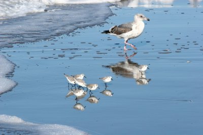 Moss Landing 143s.jpg