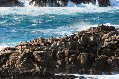 Point Lobos 133es.jpg