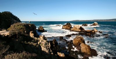 Point Lobos 046clescrp.jpg