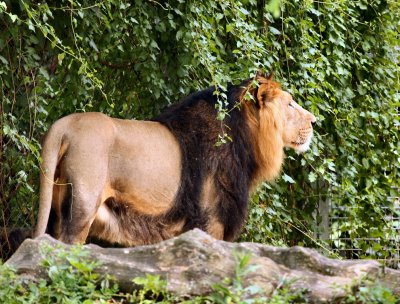 Frankfurt Zoo