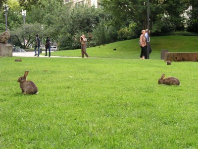 Land of the Rabbits (in the evenings!)