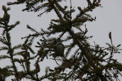 Paruline grise