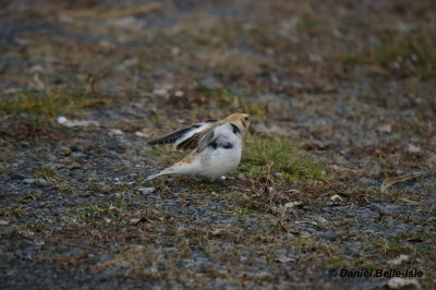 Bruant des neiges