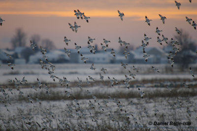 Envole de bruant des neiges