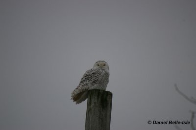 Harfang des neiges
