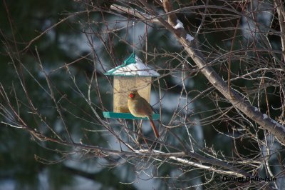 Cardinal rouge