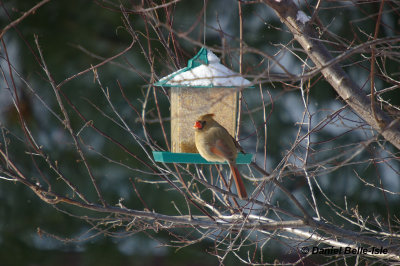 Cardinal rouge femelle